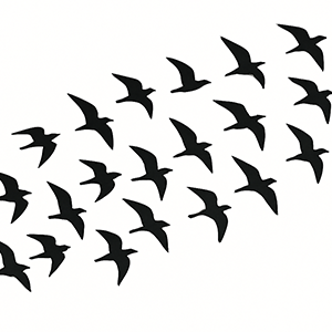 Murmuration - collective movement simulation